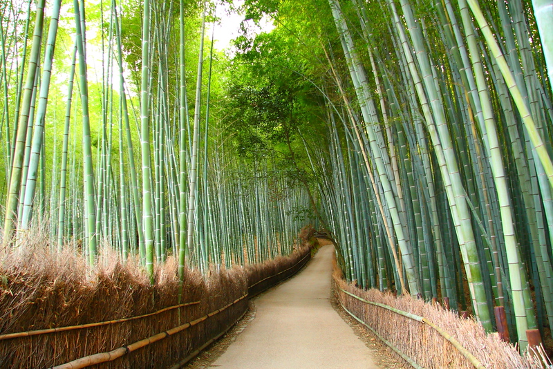 Osaka Day 4: Kyoto Day Tour