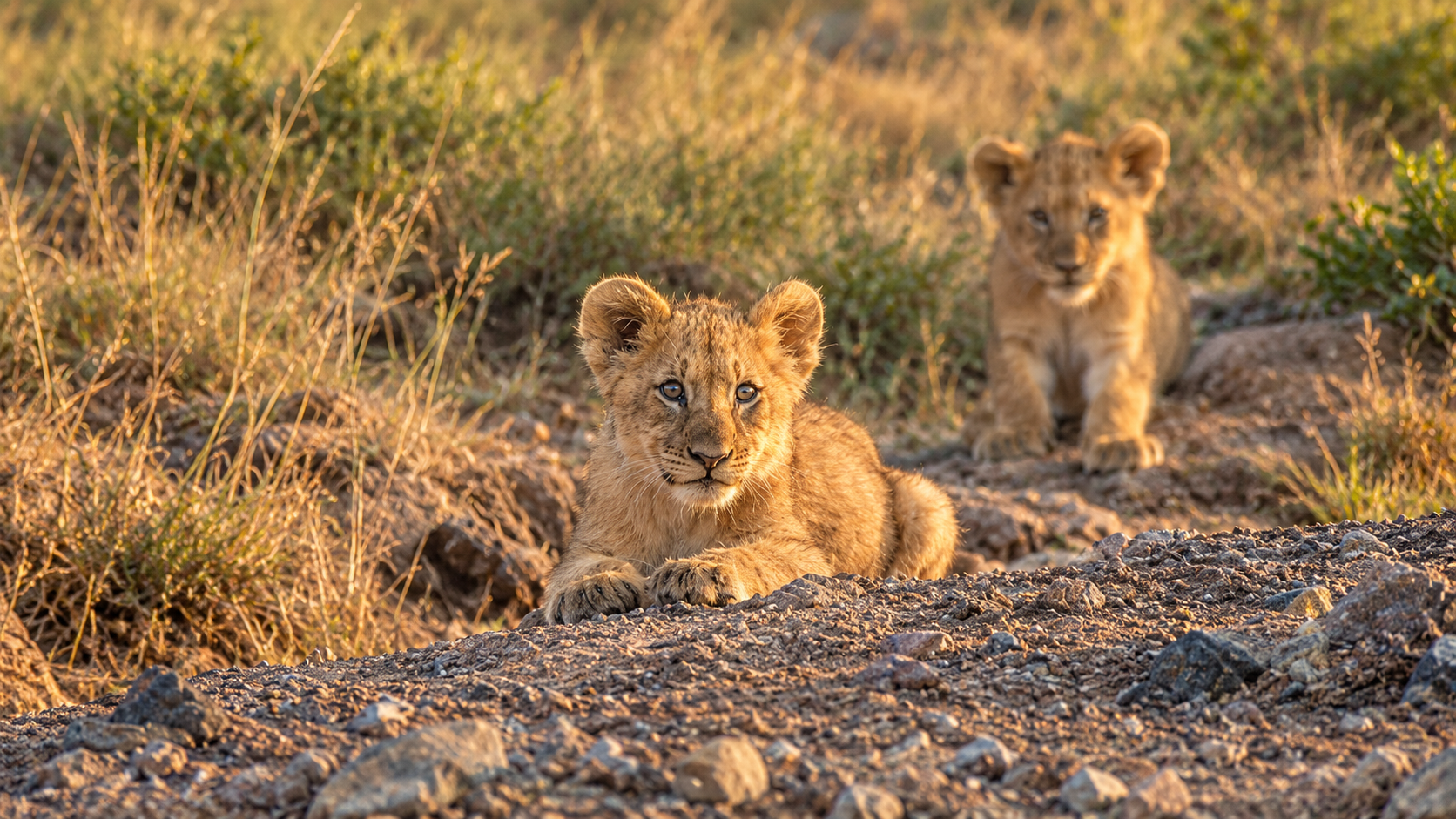 Pilanesberg National Park Safaris