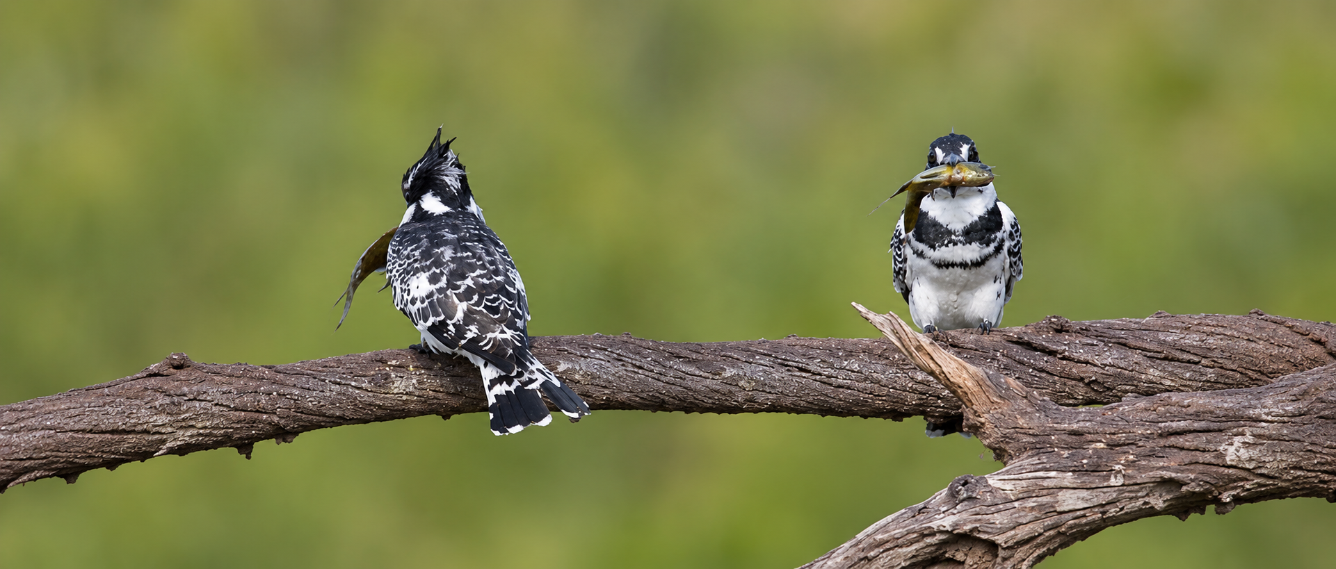 Pilanesberg Wildlife & Bird Watching