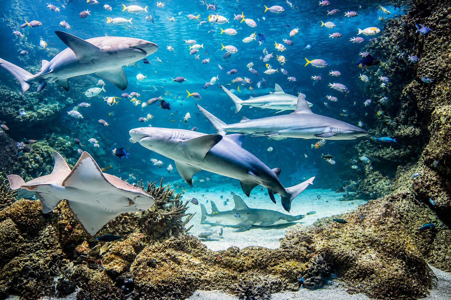 Sydney Blue Mountains & Marine Life
