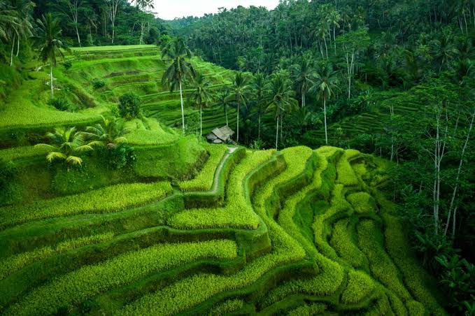 ATV Adventure | Tegalalang Rice Terrace